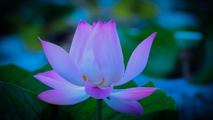 Flower-lotus-petals-dawn-2560X1600-710x400